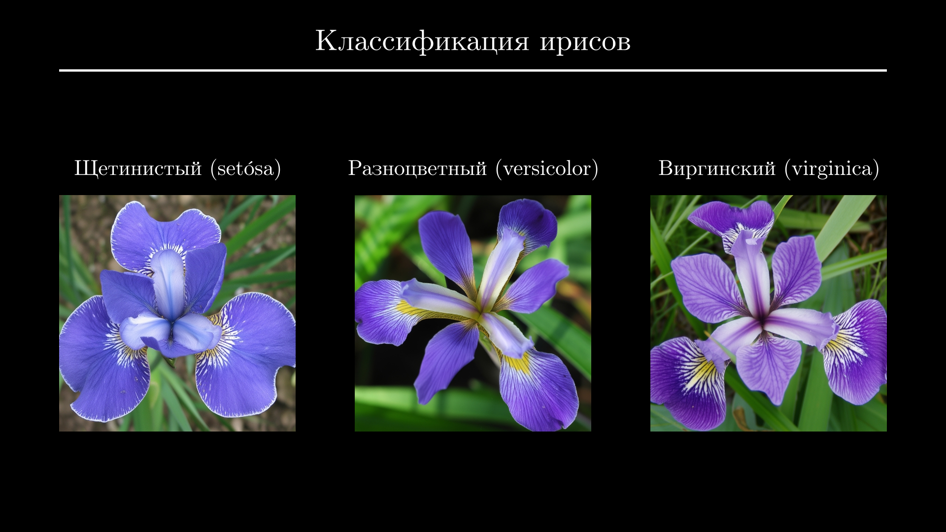 Примеры ирисов трех сортов из набора Iris